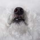 Why Do Dogs Rub Their Faces? - Pets