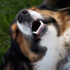 Cómo remover el sarro en los dientes de un perro