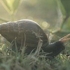 Cómo eliminar caracoles con sal