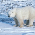 Efectos del calentamiento global en los hábitats de los animales 