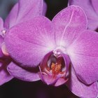 ¿Cómo cuidar la popular orquídea mariposa?
