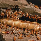 Cómo hacer una mezcla de bórax para las termitas