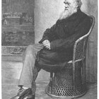 ¿Cuáles son las cuatro ideas principales de Darwin sobre la evolución?