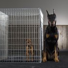 ¿Qué tamaño de jaula necesita mi perro?