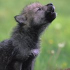 Quais são as raças de cachorro mais próximas aos lobos?