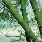 Cómo cortar y secar el bambú