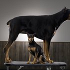 Cómo mejorar la piel y el pelaje de tu doberman pinscher