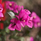 O perigo dos espinhos da Bougainvillea 