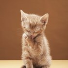 É seguro usar óleo de neem para a proteção de gatos contra pulgas?