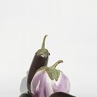 Garlic bulb in plate with eggplant, directly above