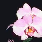 Cómo cultivar sin tierra una orquídea phalaenopsis 