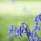 Especies de flores de campanilla