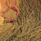 Crecimiento de las semillas de trigo