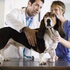 ¿Cuánto gana un técnico veterinario?