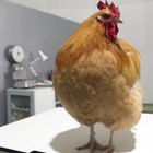 Cómo deshacerse de las pulgas en las gallinas