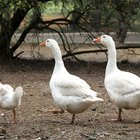 Cómo cocinar un ganso sin grasa