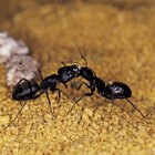 Formigas pretas em casa
