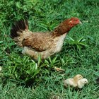 Como identificar o sexo de um frango