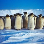 Lección sobre lo pingüinos y su entorno para niños en edad preescolar
