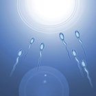 Diferencia entre el semen y el esperma