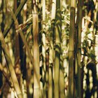 Cómo podar un bambú