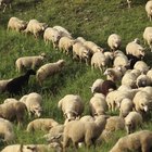 ¿Qué es la lana merino?