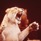 Cómo hablarle a los niños sobre los animales del circo