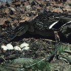 Como saber se os ovos de pato estão vivos ou mortos