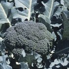 ¿Qué causa las flores amarillas en el brócoli?