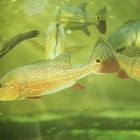 Sinais e sintomas da presença de amônia em tanques de peixes