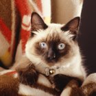Tips y características de los gatos siameses