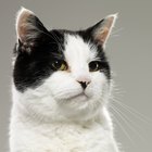 Increased WBC Blood Count in Cats - Pets