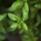 Une canette de boisson énergisante