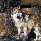 Cómo ayudar a los lobos en peligro de extinción