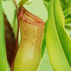 Adaptações da fauna e flora da floresta tropical