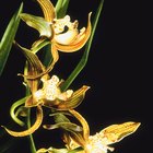 ¿Son las orquídeas venenosas para perros y gatos?