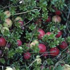 Cómo hacer crecer plantas Eugenia