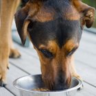 Dietas bajas en proteínas y fósforo para perros