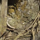 Cómo sacar las raíces de una planta ave del paraíso