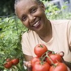 ¿A qué profundidad crecen las raíces del tomate?