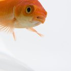 Cómo saber si un pez dorado es macho o hembra en una foto