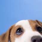 Amoxicilina para las infecciones en los oídos de los perros