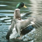 Listado de patos de agua dulce