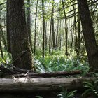 Las cinco necesidades básicas de los animales de la selva tropical