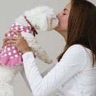 Cómo alimentar a un bichon frise