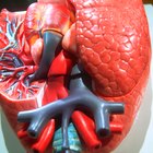 ¿Por qué es importante la membrana basal?