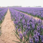 Por quanto tempo se deve deixar as sementes de jacinto de molho antes de plantá-las?