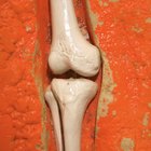 Profesiones que implican conocimiento sobre la anatomía y la fisiología