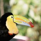 Aves de florestas tropicais que comem cobras