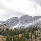 El efecto invernadero en los animales